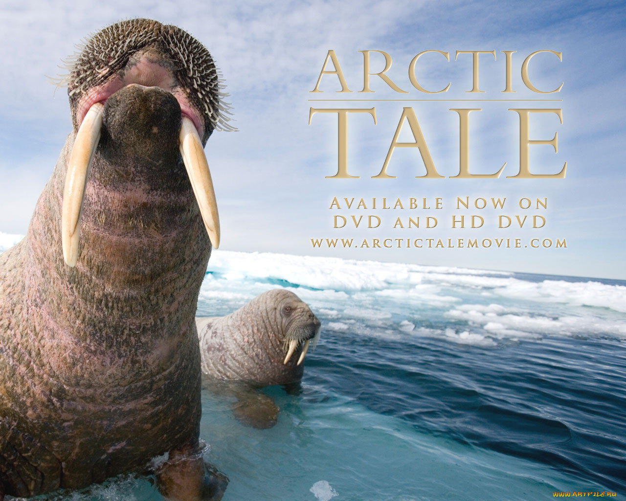 arctic, tale, , 